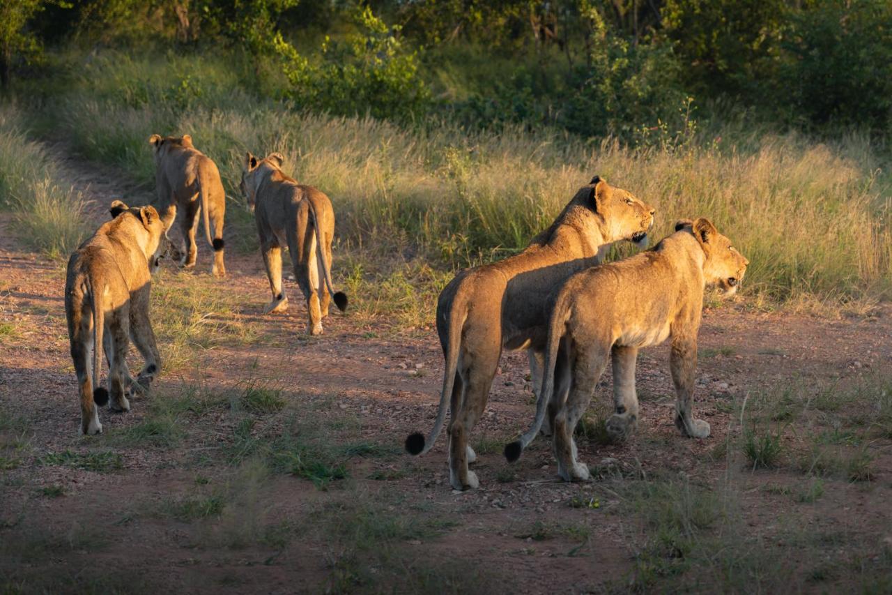 Milima Big 5 Safari Lodge โฮดสปรูท ภายนอก รูปภาพ